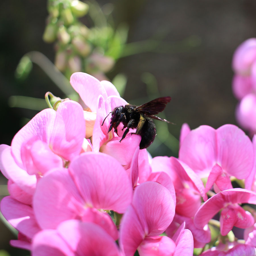Abeille charpentière