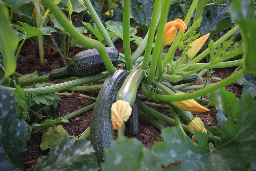 Courgettes