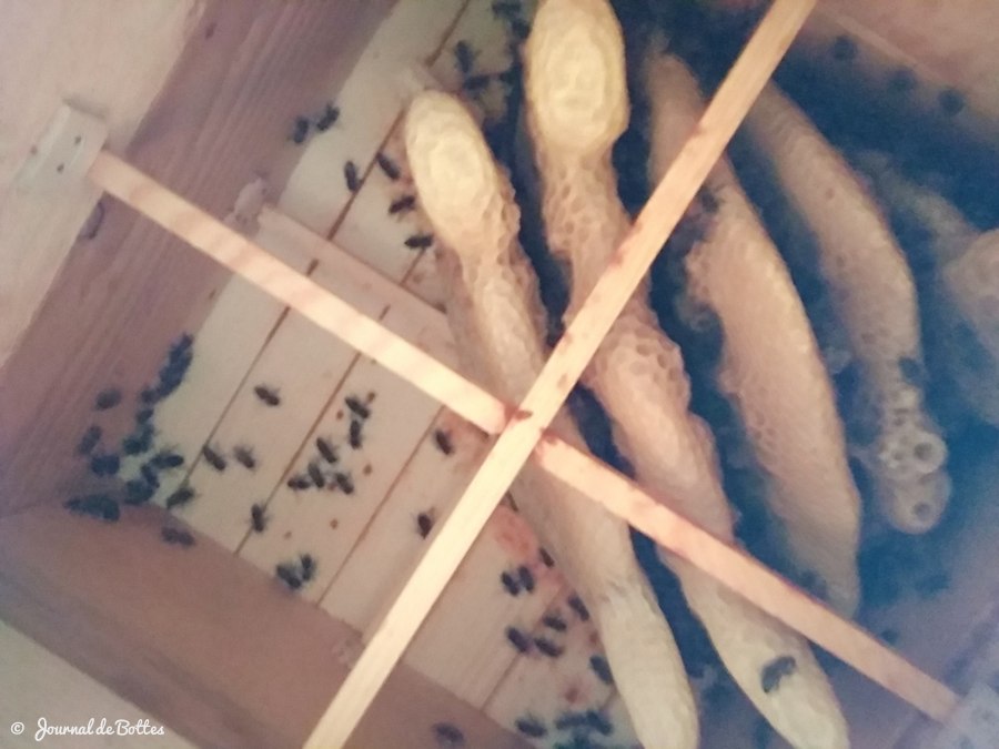 Intérieur de la ruche