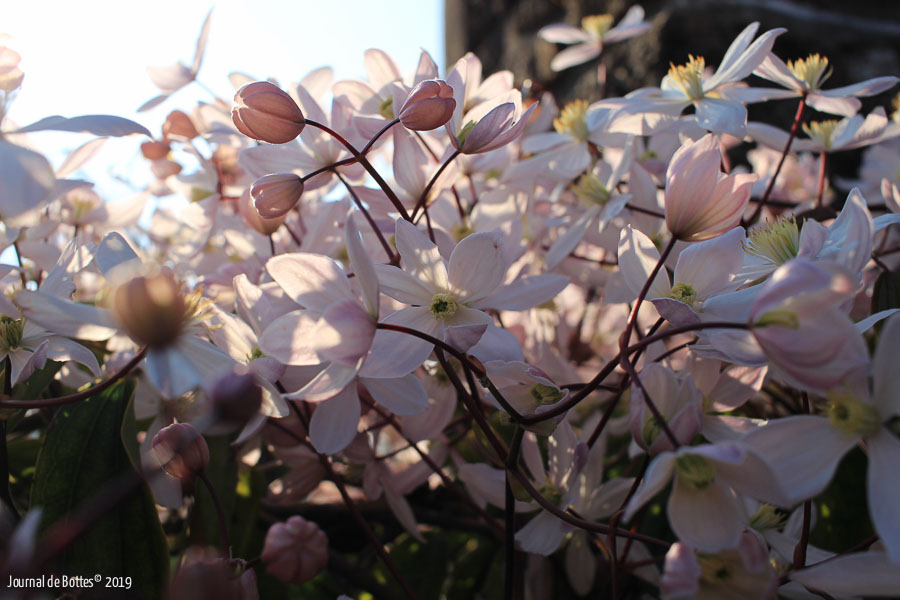 Clématite blanche