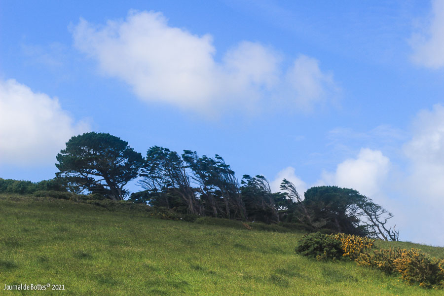 Les arbres poussés sous le vent