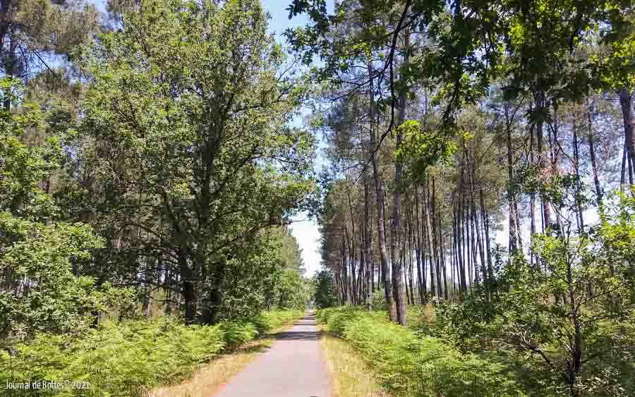 Retour sous la pinède