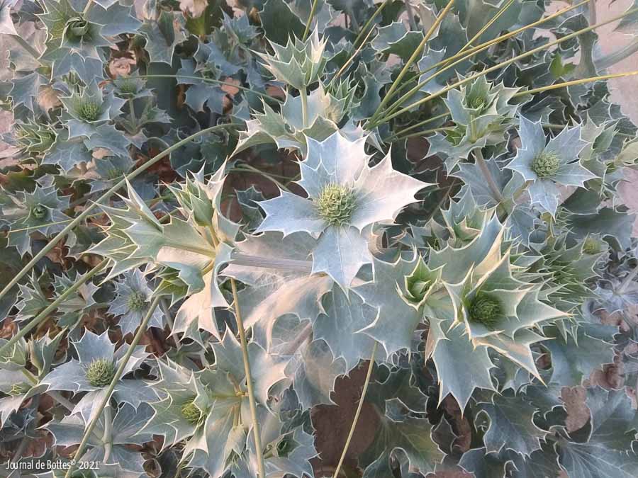 Une belle plante sur la dune