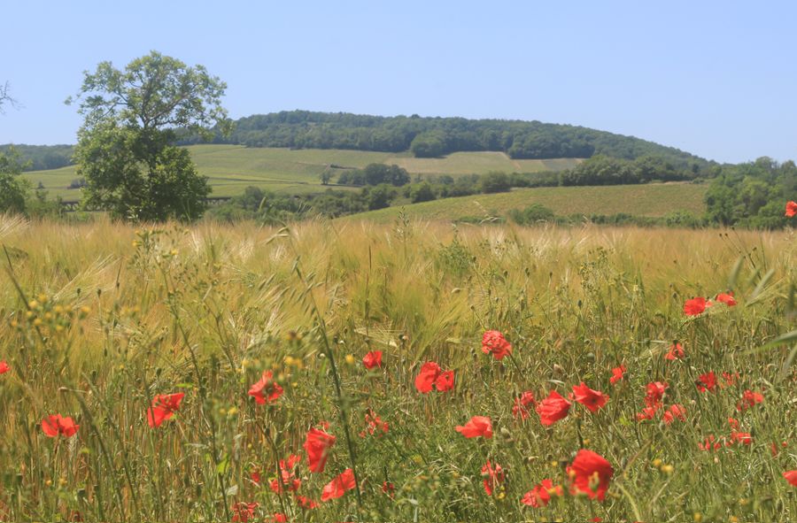 La campagne près de Sancerre