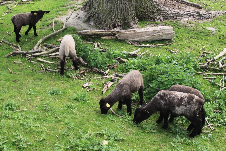 Les moutons de l'estuaire de la Sélune