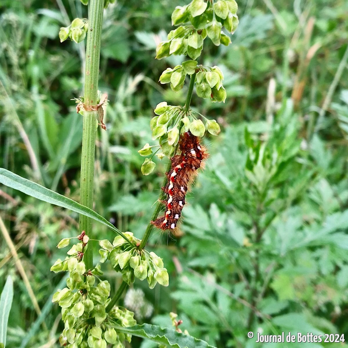 chenille de l'écaille chinée