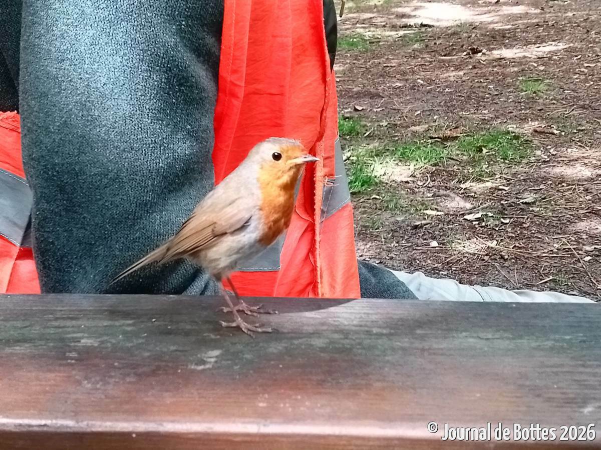un rouge gorge très familier