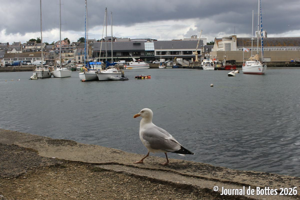 le rat des mers